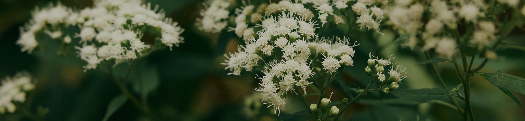 Background Image (Desktop)